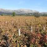 Pelješac - raj za ljubitelje crnog vina i jesenju čaroliju boja 