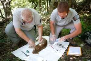 Čuvari istraživači sa mačkom lisicom / Foto: Office Nationale des Forets 