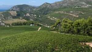 Vinogradi Peljesac 2