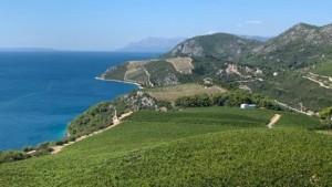 Pelješko vinogorje / Foto: Fenix