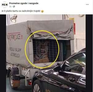 PUTNICI U ŠOKU: Na trajektu za Hvar prevozili tigra