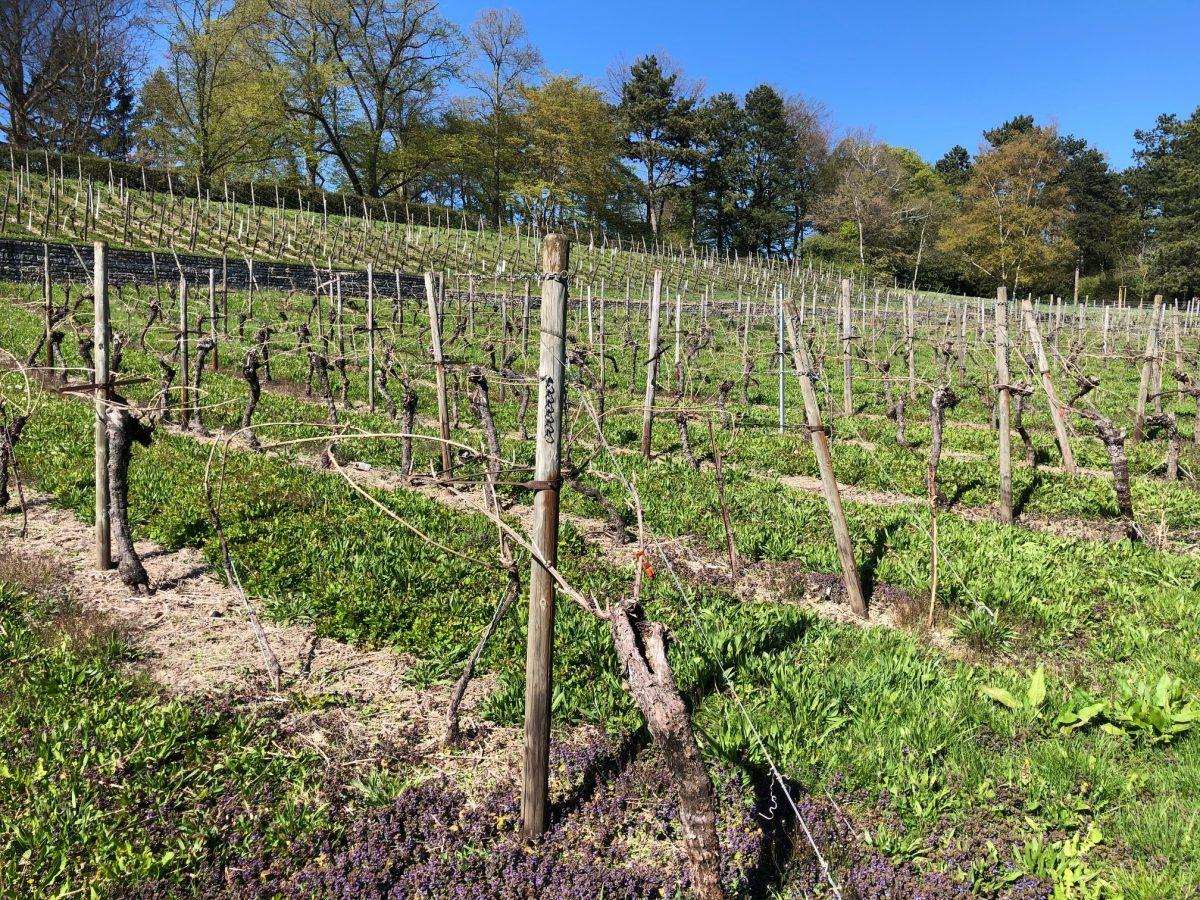 vinograd