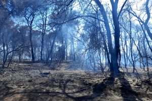 NAKON ČETIRI SATA TEŠKE BORBE: Požar u Puli u potpunosti pod nadzorom