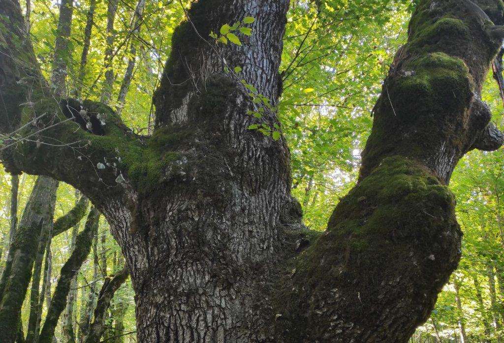 drežnički hrast lužnjak, hrvatsko stablo godine