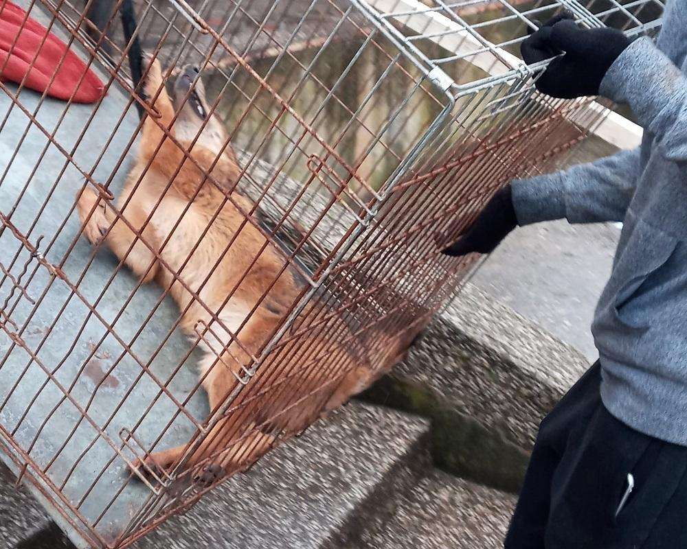 U POTRAZI ZA HRANOM: Prestrašeni čagalj "uletio" u kafić u Sisku, prisebni konobar ga zatvorio u toaletu