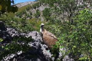 MOSTAR: "Novi val" namjerava ponovno naseliti bjeloglavog supa u Hercegovinu MOSTAR: "Novi val" namjerava ponovno naseliti bjeloglavog supa u Hercegovinu