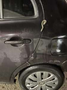 JOŠ NISU OTIŠLE NA SPAVANJE: Vatrogasci izvlačili zmiju iz automobila u središtu grada