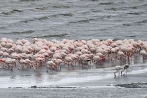 (FOTO)PUT KA TOPLIJIM STANIŠTIMA: Dolaskom zime flamingosi i druge selice ne napuštaju jezero (FOTO)PUT KA TOPLIJIM STANIŠTIMA: Dolaskom zime flamingosi i druge selice ne napuštaju jezero