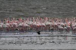 (FOTO)PUT KA TOPLIJIM STANIŠTIMA: Dolaskom zime flamingosi i druge selice ne napuštaju jezero (FOTO)PUT KA TOPLIJIM STANIŠTIMA: Dolaskom zime flamingosi i druge selice ne napuštaju jezero