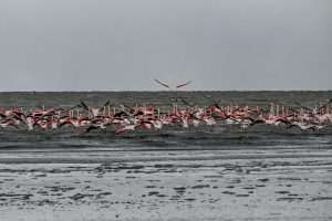 (FOTO)PUT KA TOPLIJIM STANIŠTIMA: Dolaskom zime flamingosi i druge selice ne napuštaju jezero (FOTO)PUT KA TOPLIJIM STANIŠTIMA: Dolaskom zime flamingosi i druge selice ne napuštaju jezero