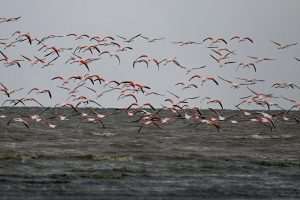 (FOTO)PUT KA TOPLIJIM STANIŠTIMA: Dolaskom zime flamingosi i druge selice ne napuštaju jezero (FOTO)PUT KA TOPLIJIM STANIŠTIMA: Dolaskom zime flamingosi i druge selice ne napuštaju jezero