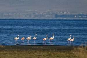 (FOTO)PUT KA TOPLIJIM STANIŠTIMA: Dolaskom zime flamingosi i druge selice ne napuštaju jezero (FOTO)PUT KA TOPLIJIM STANIŠTIMA: Dolaskom zime flamingosi i druge selice ne napuštaju jezero