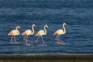 (FOTO)PUT KA TOPLIJIM STANIŠTIMA: Dolaskom zime flamingosi i druge selice ne napuštaju jezero (FOTO)PUT KA TOPLIJIM STANIŠTIMA: Dolaskom zime flamingosi i druge selice ne napuštaju jezero