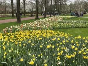 Park tulipana