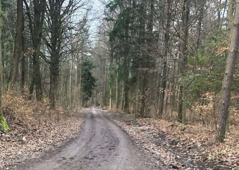 Šuma (ILUSTRACIJA / Foto: Fenix (SIM)