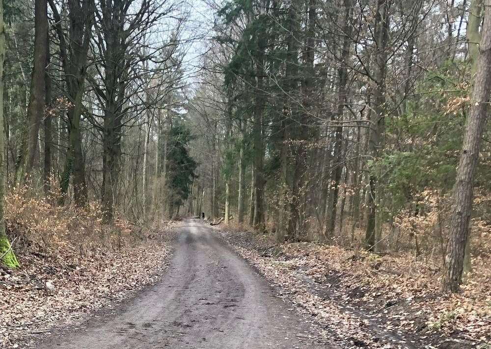 Šuma (ILUSTRACIJA / Foto: Fenix (SIM)