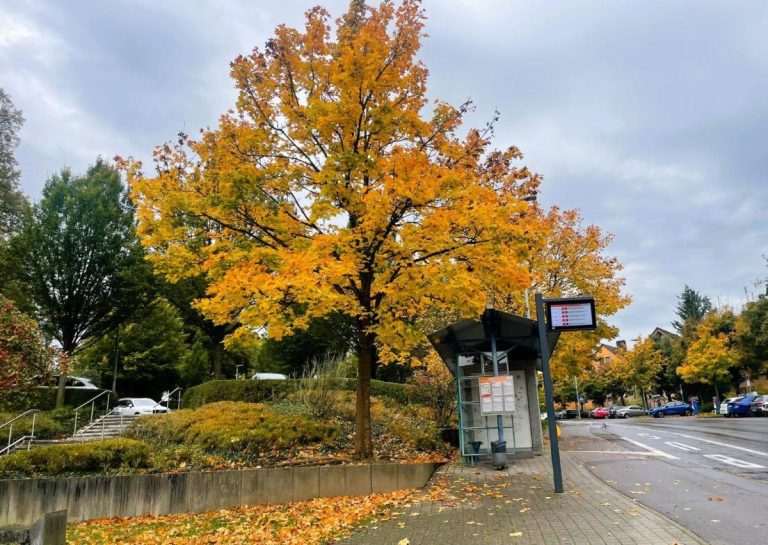 Jesen (ILUSTRACIJA)/ Foto: Fenix (SC)