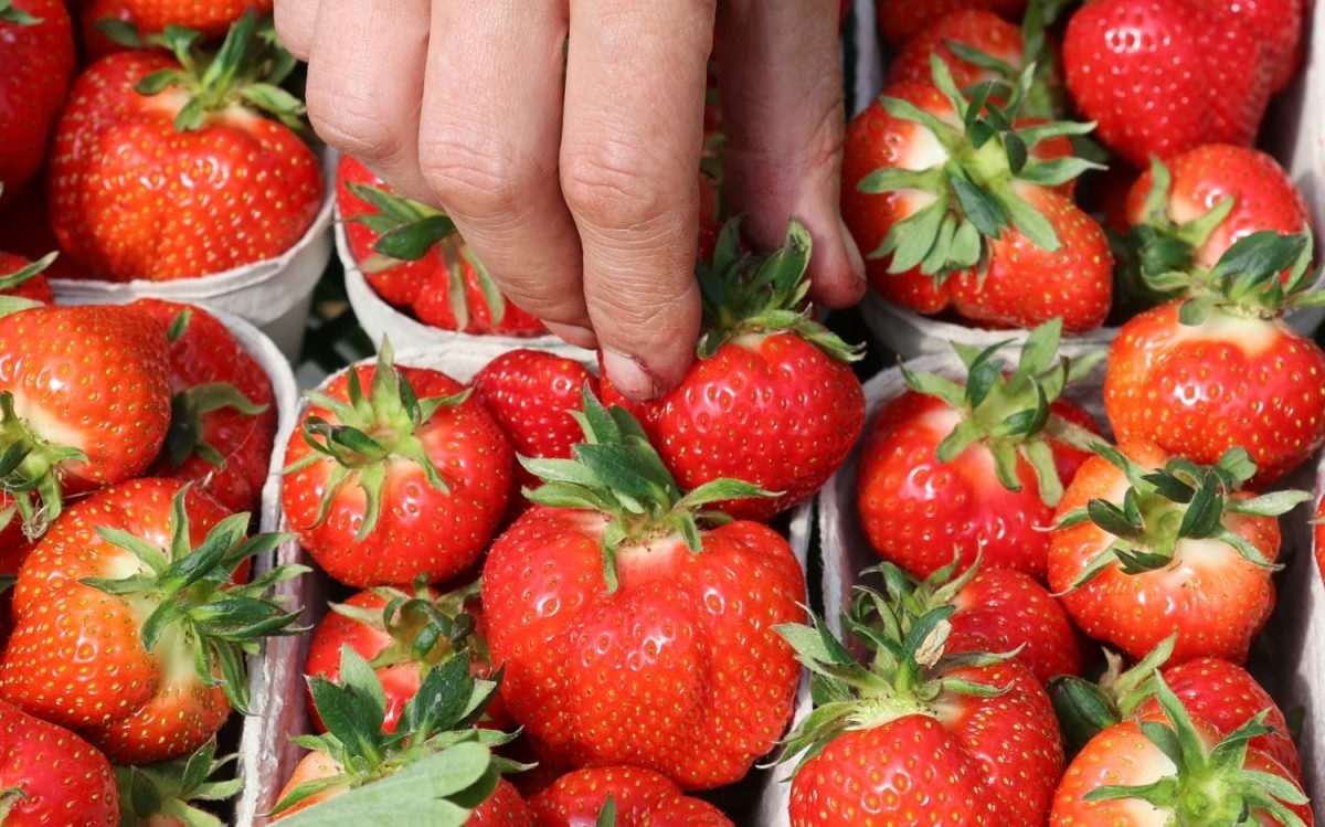 Erdbeeren sind einer neuen Umfrage nach die liebste Frucht der Deutschen. Foto: Bernd Wüstneck/dpa