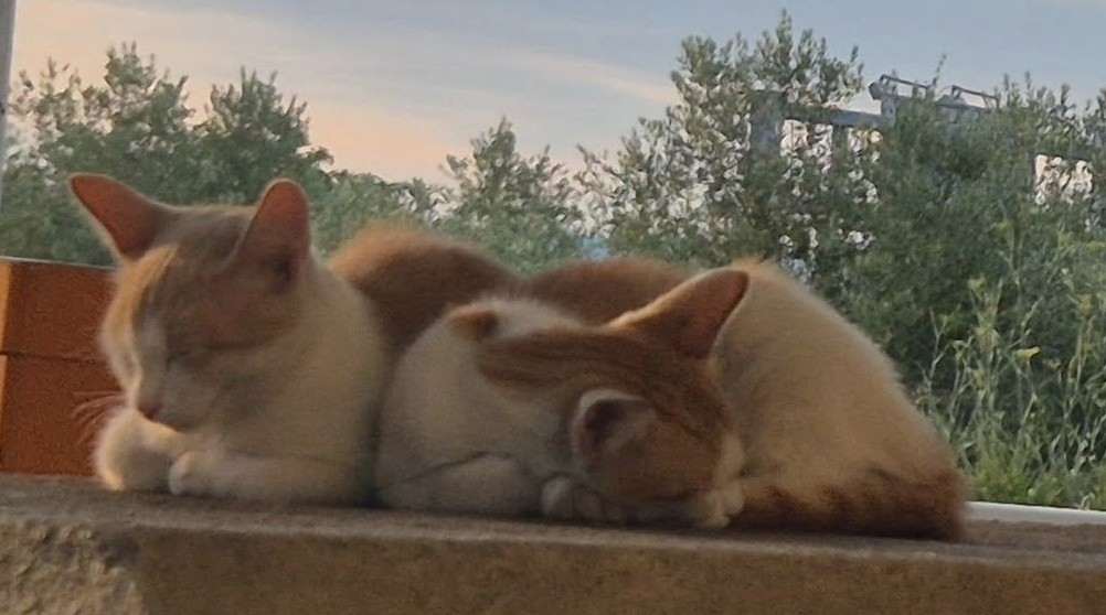 Mačke / Foto: Fenix (MD)