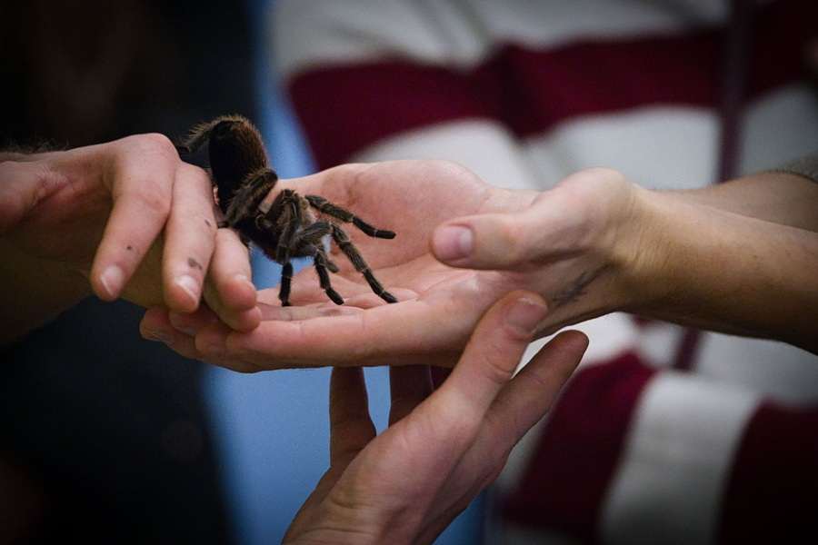 Tarantula (ILUSTRACIJA) / Foto: Peter Steffen/dpa