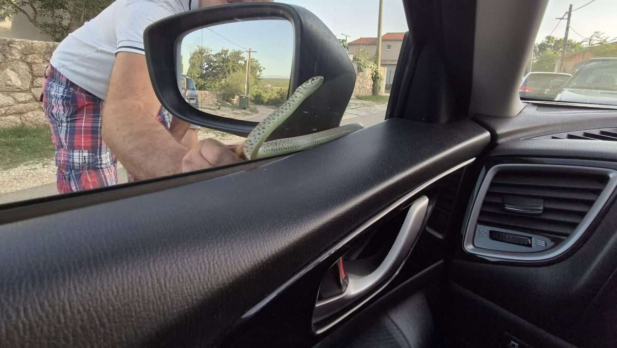 Zmija na autu / Foto: Fenix (MD)