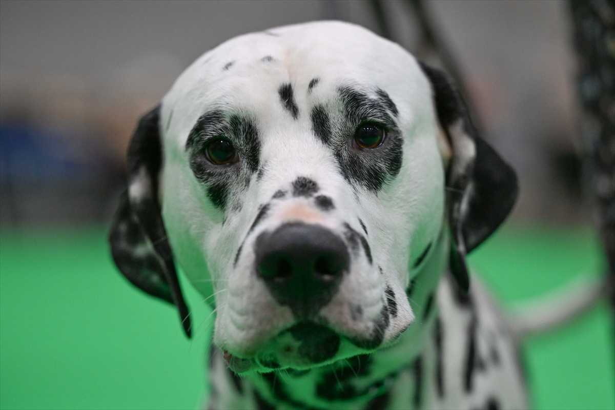 Pas (ILUSTRACIJA) / Foto: Anadolu