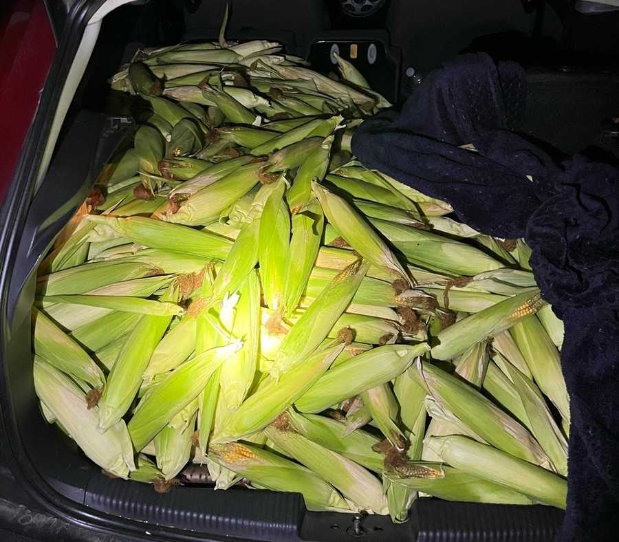 Ukradeni kukuruz / Foto: Polizei Essen